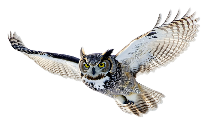 フクロウが飛んでいる画像