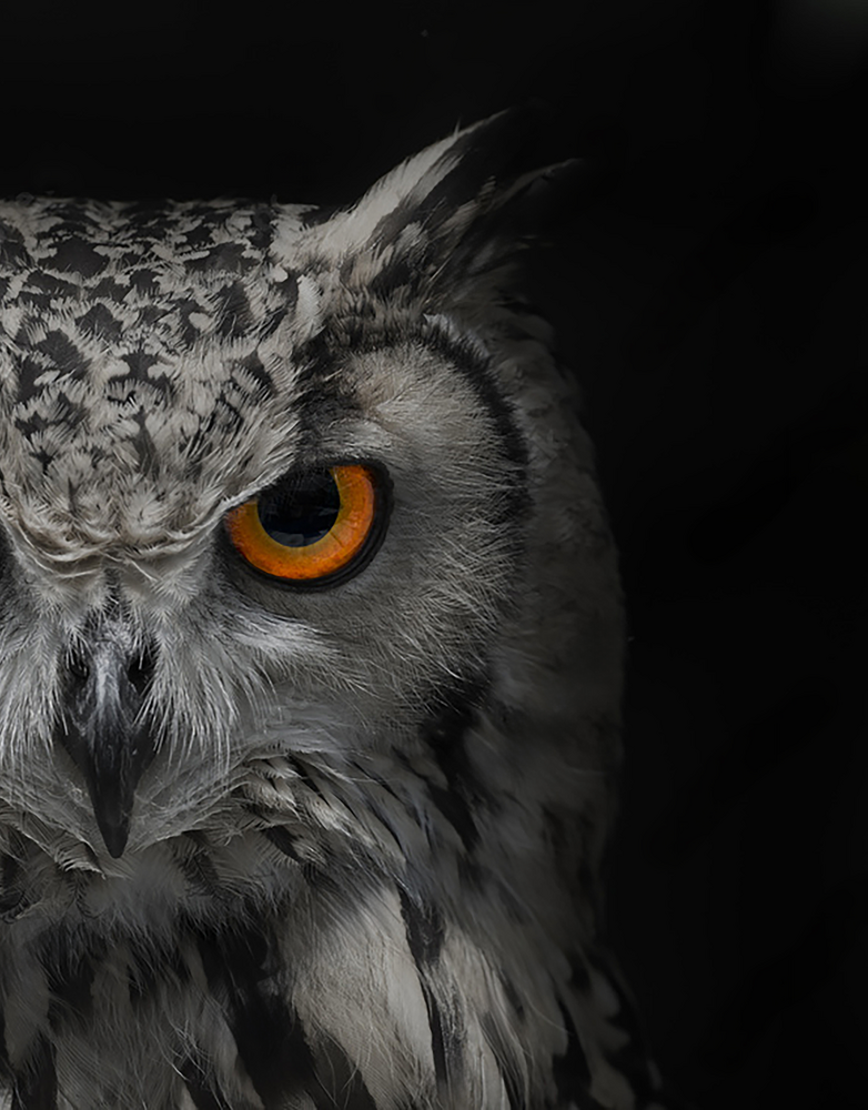 フクロウの目の画像